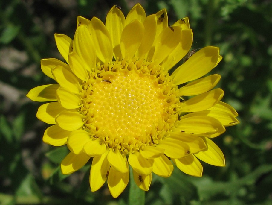 Grindelia squarrosa