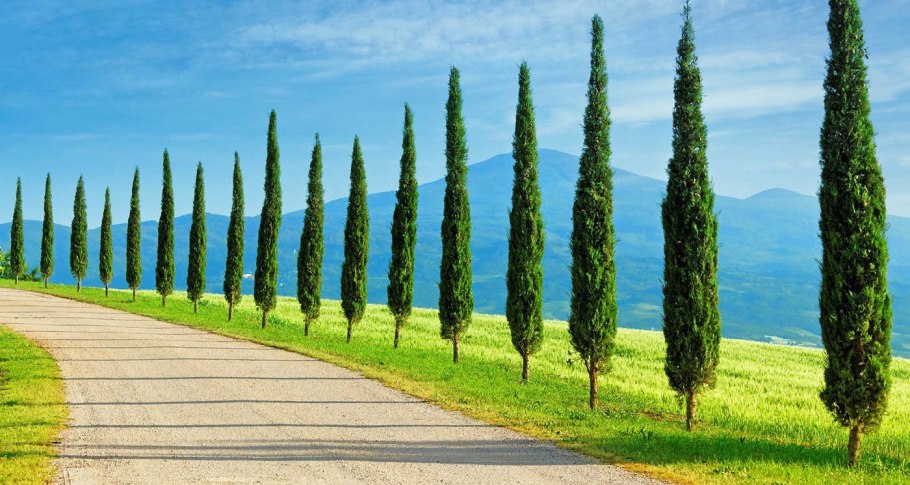 Кипарис вечнозеленый cupressus sempervirens