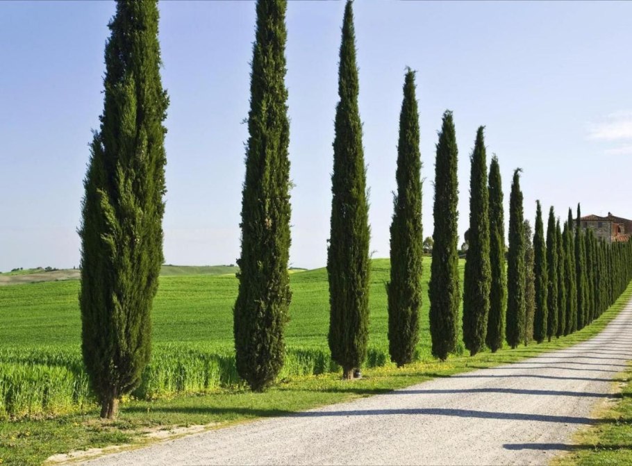 Cupressus sempervirens хвоя