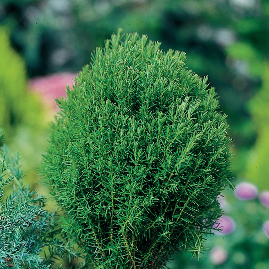 Кипарис вечнозеленый Италия