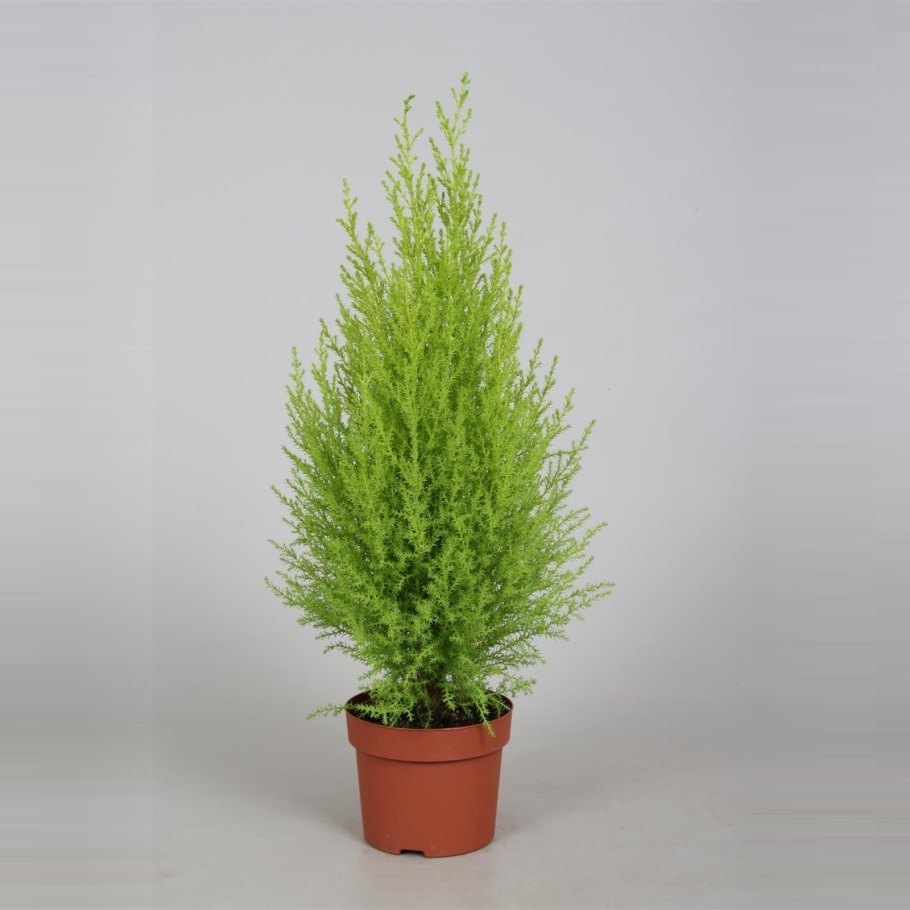 Кипарисовик Лавсона Элвуди Голд