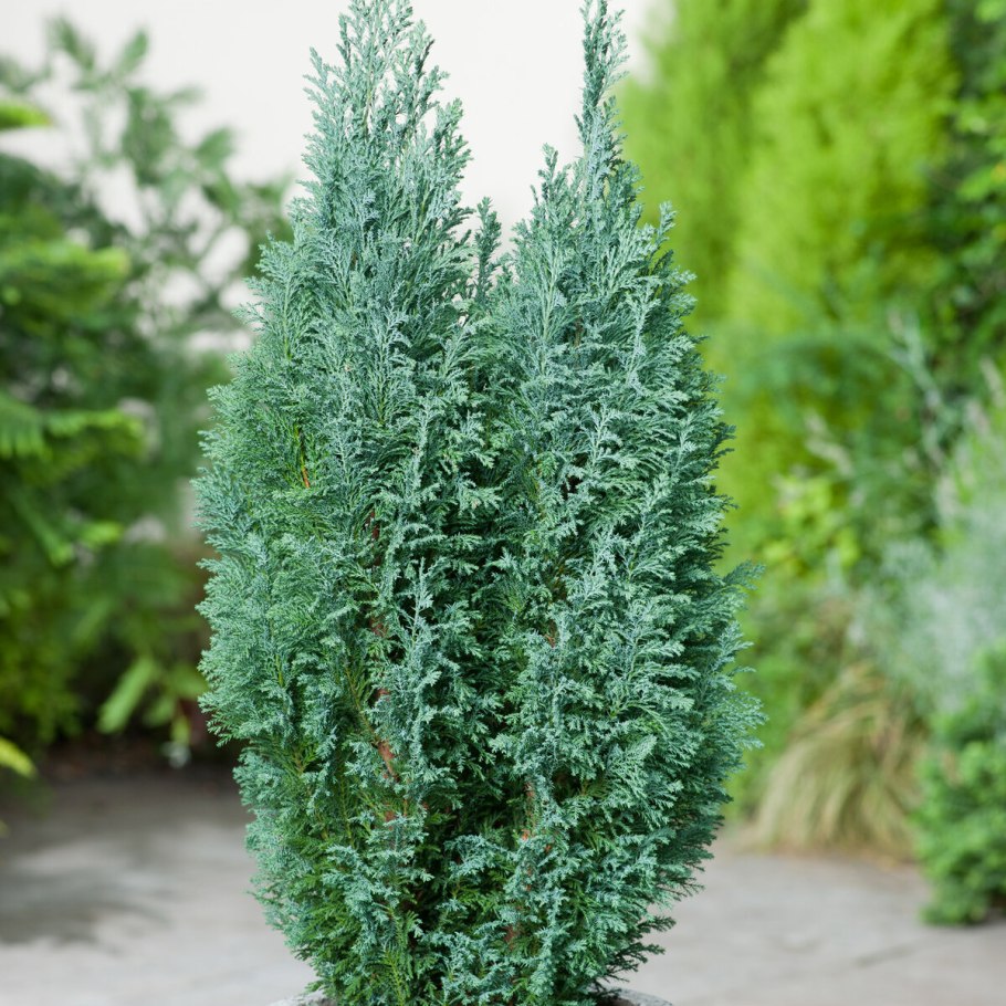 Кипарис итальянский (Cupressus sempervirens)