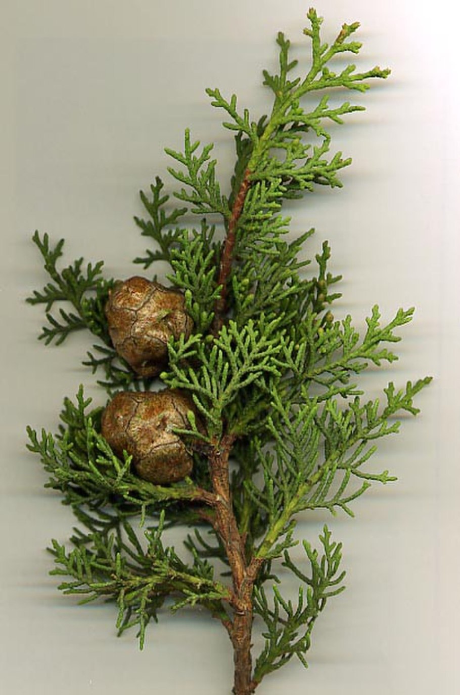 Кипарис нутканский (Cupressus nootkatensis)