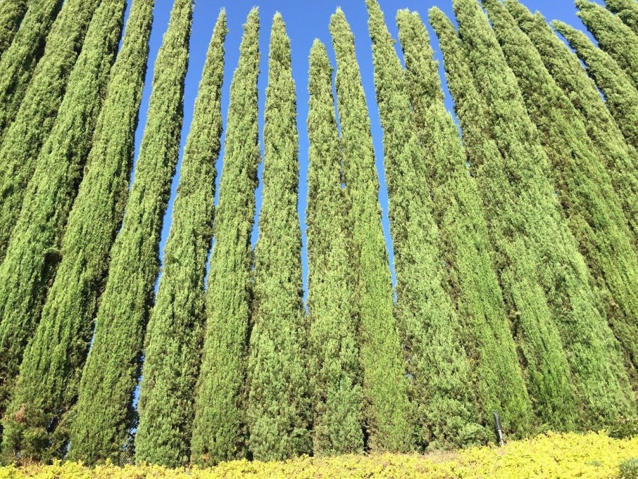 Кипарис вечнозеленый cupressus sempervirens
