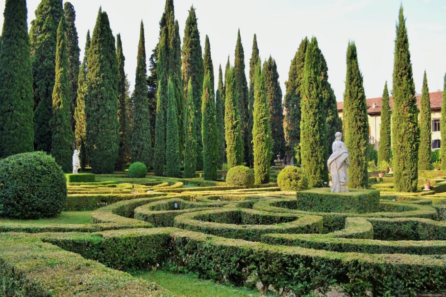 Кипарис Дюклу (Cupressus duclouxiana)
