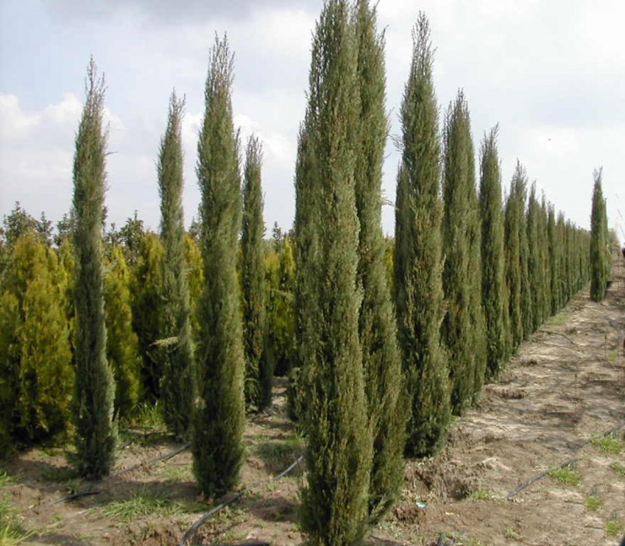 Кипарис вечнозеленый cupressus sempervirens