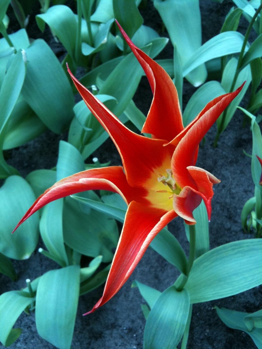 Европейский цветок