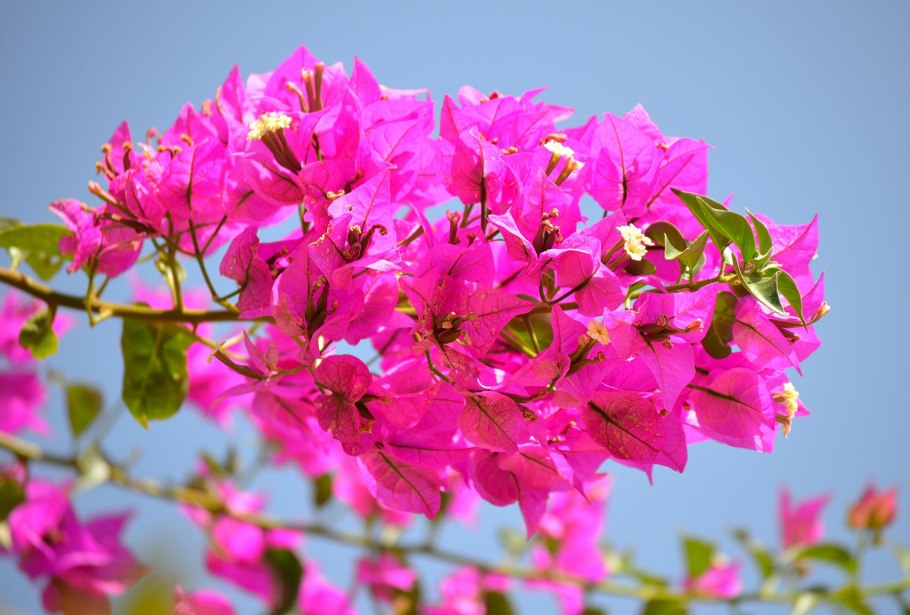 Тоскана Италия маковые поля