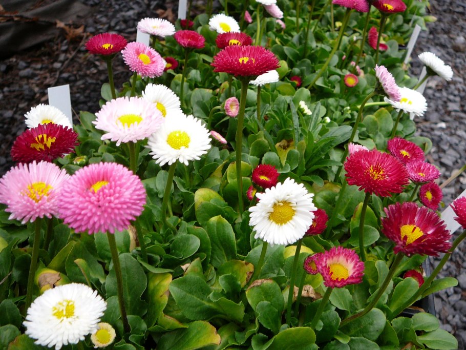 Маргаритка Bellis perennis