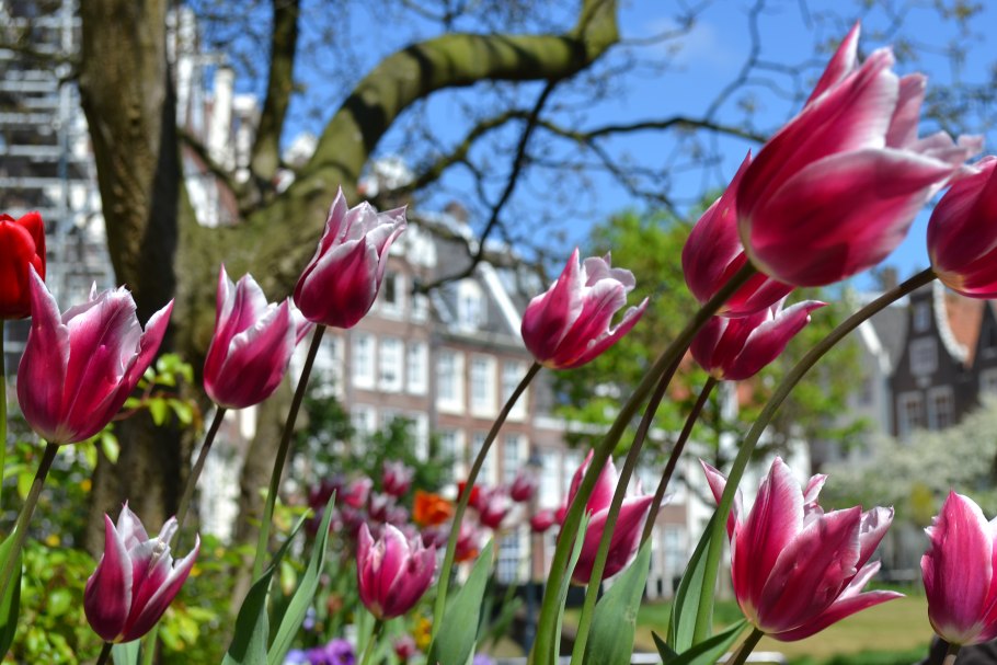 Европейский цветок