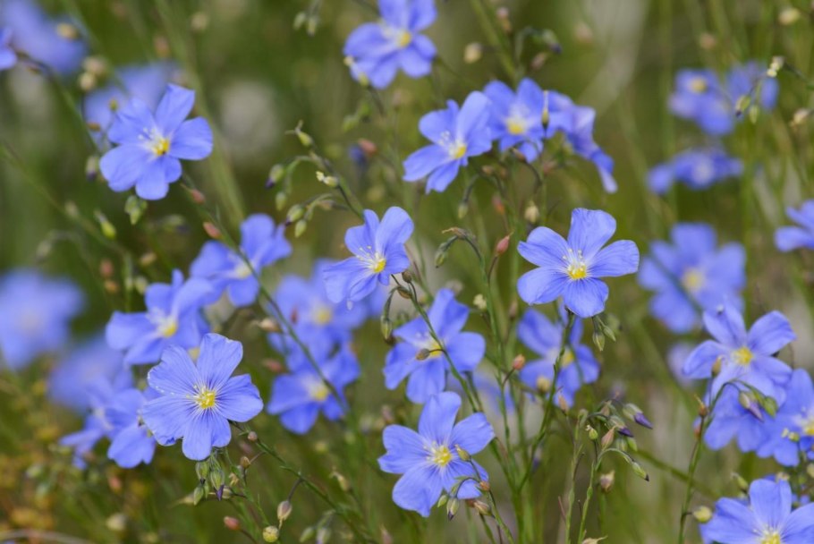 Растения европейской части России