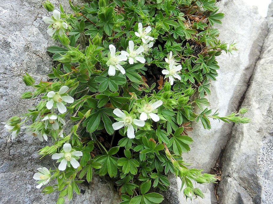 Купальница (Trollius)
