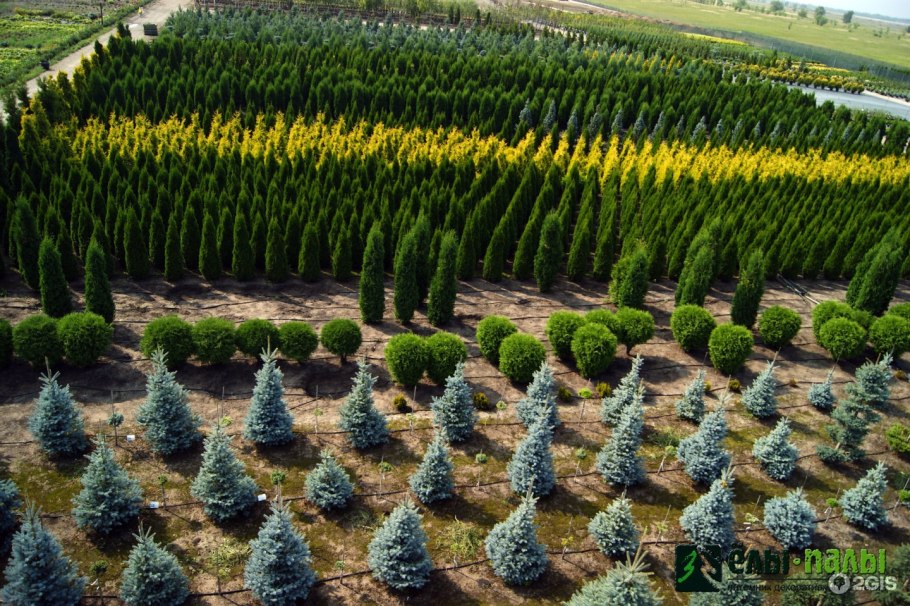 Питомник декоративных растений ёлы-палы