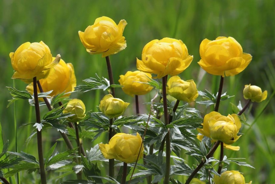 Купальница европейская (Trollius europaeus)