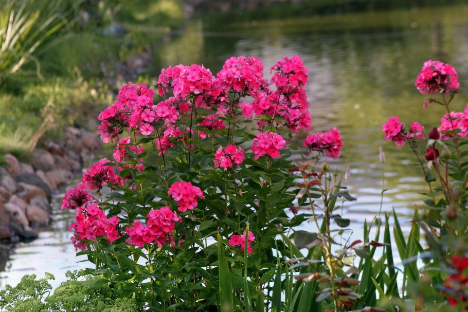 Люпины на озере Текапо новая Зеландия