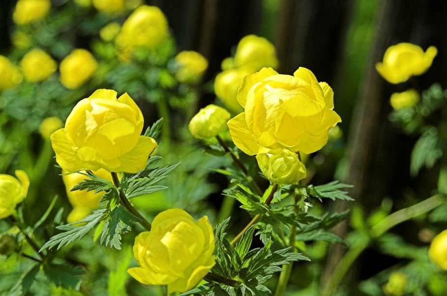 Купальница лютиковая