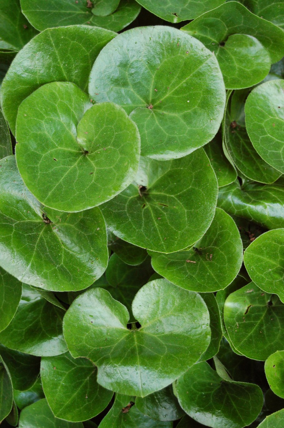 Италмас купальница европейская