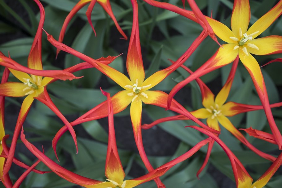 Европейские растения