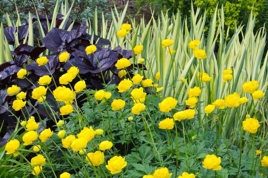 Купальница Этна