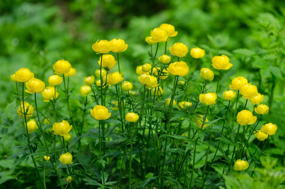 Пейзажный парк в Англии