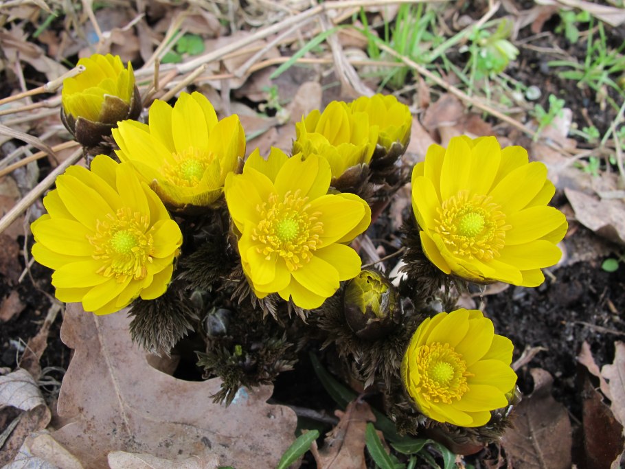 Ятрышник болотный