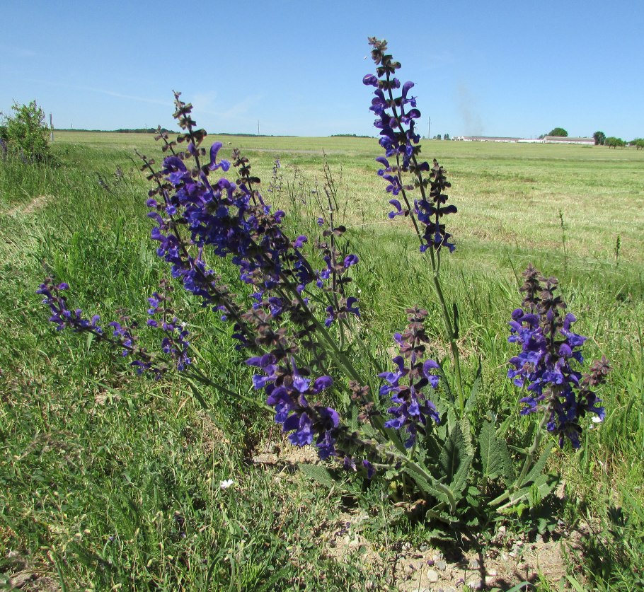 Шалфей остепненный