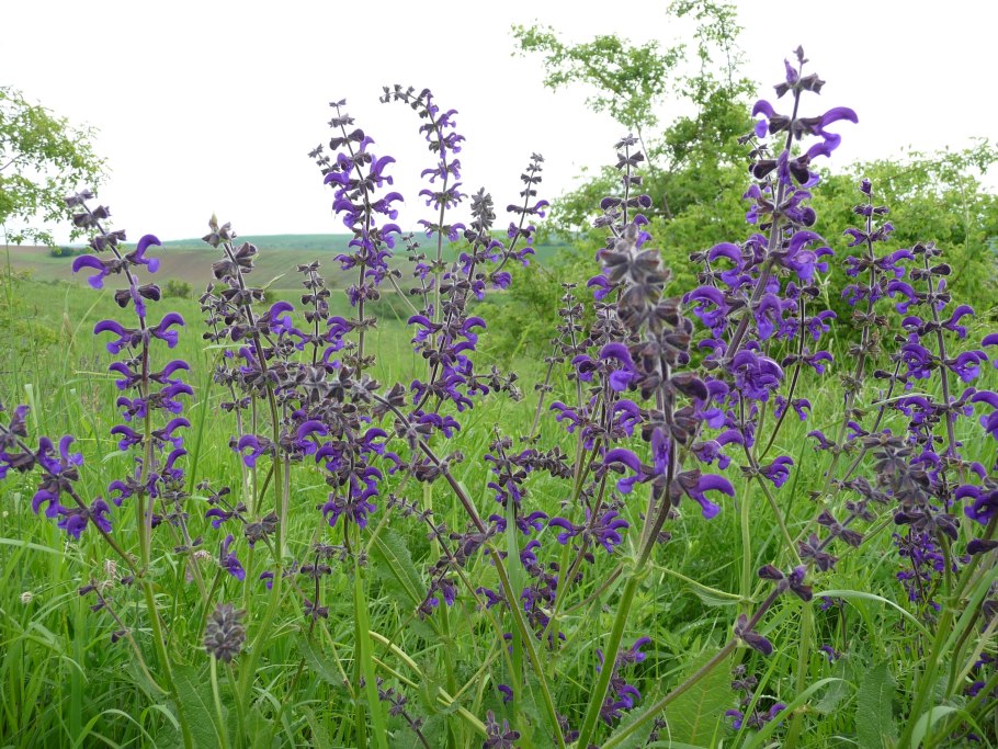Salvia pratensis