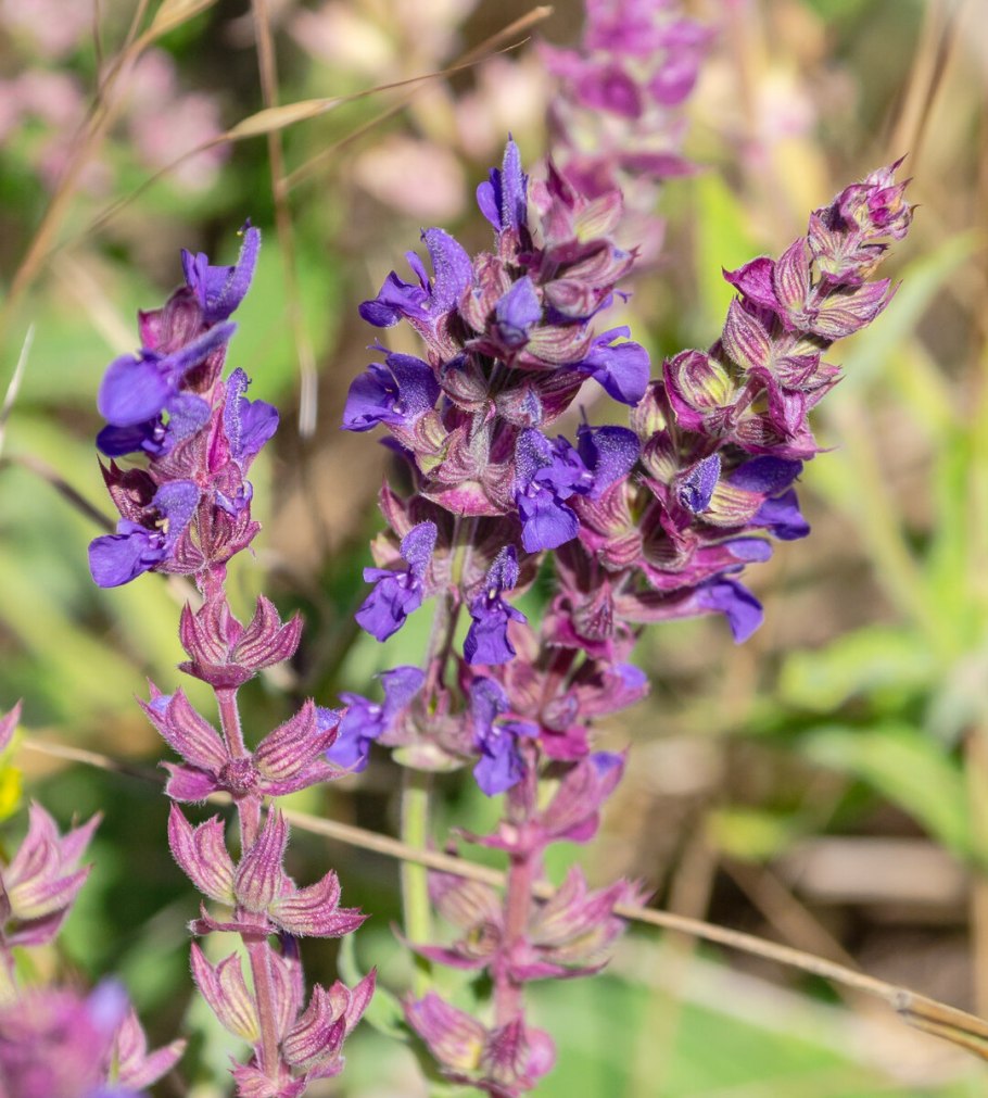 Шалфей дубравный salvia nemorosa