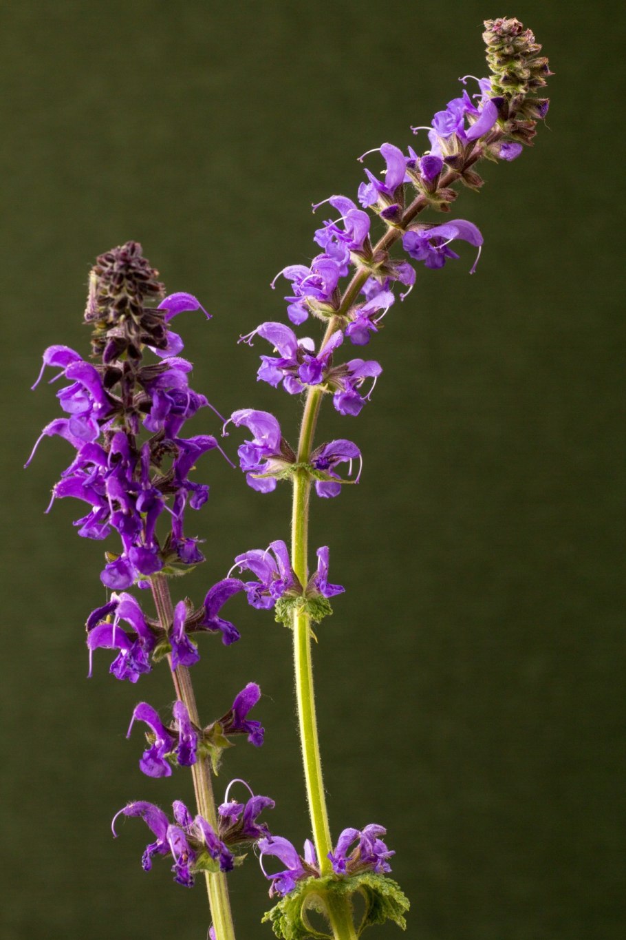 Цветок шалфей