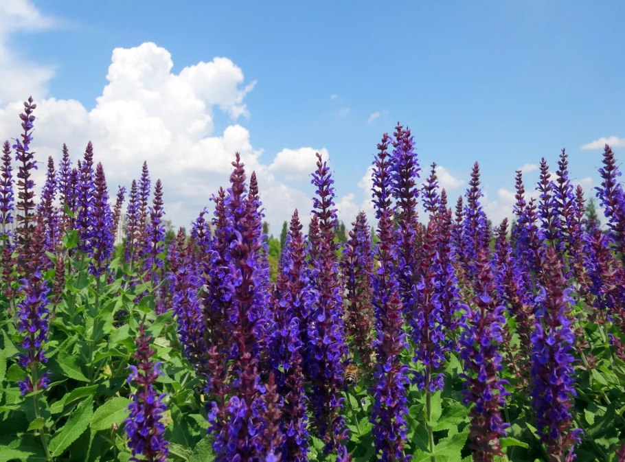 Шалфей дубравный salvia nemorosa