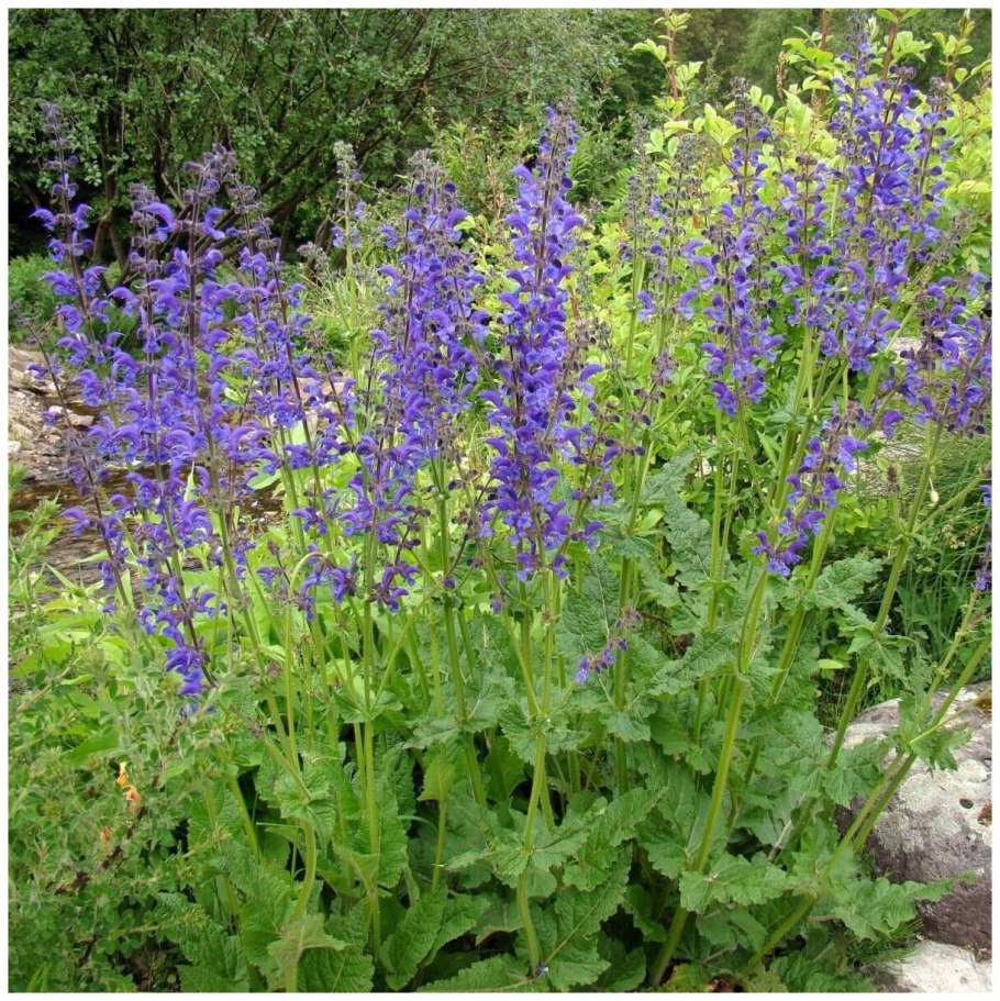 Луговой шалфей