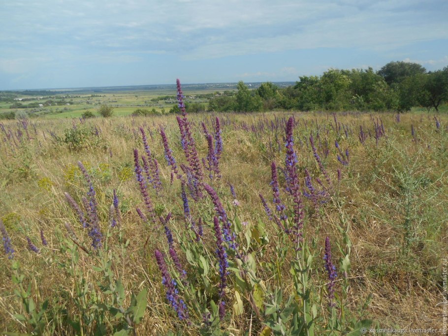 Оренбургский степной шалфей