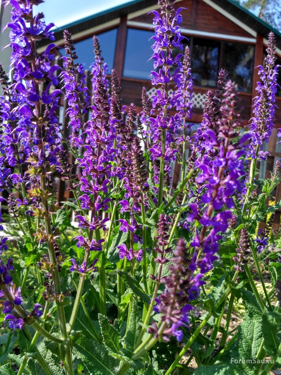 Шалфей лекарственный (Salvia officinalis)