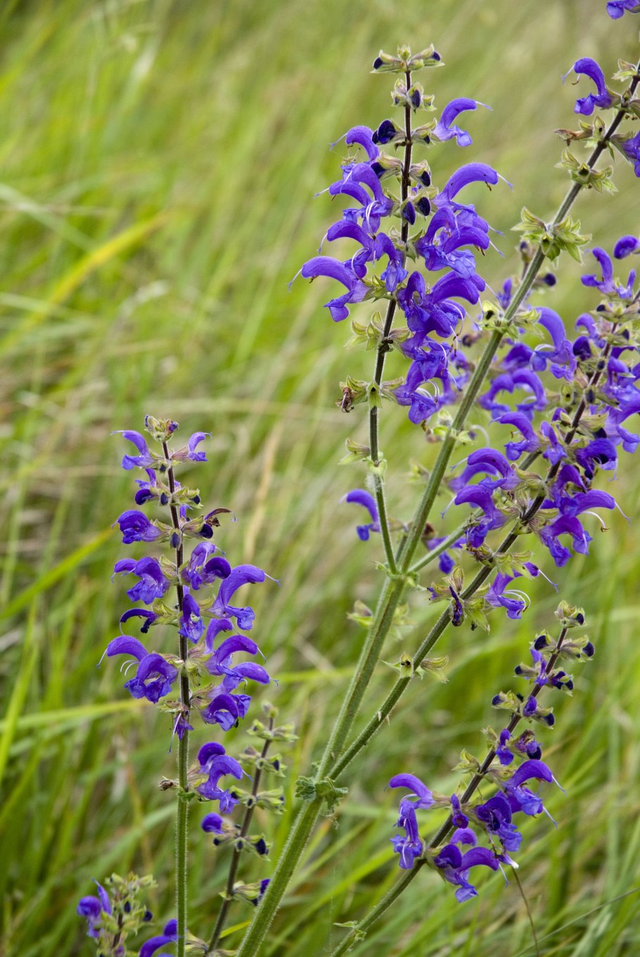 Шалфей луговой синее поле
