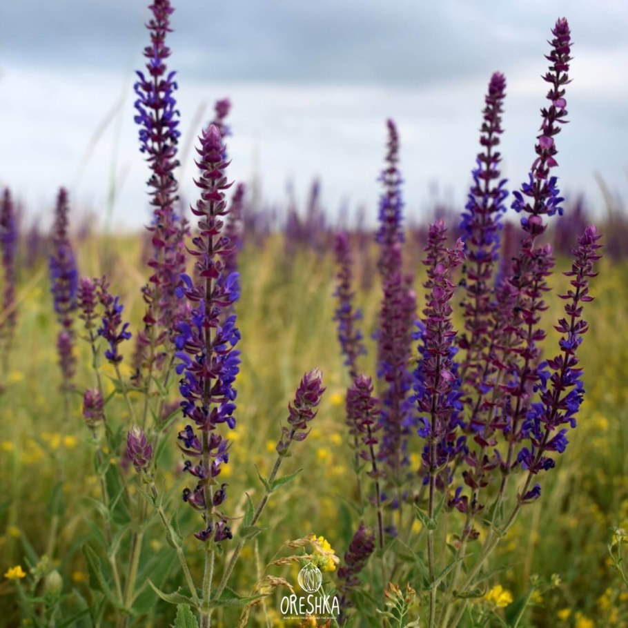 Луговой шалфей