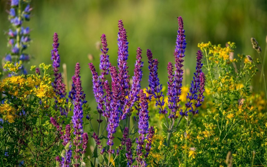 Шалфей Луговой (Salvia pratensis)