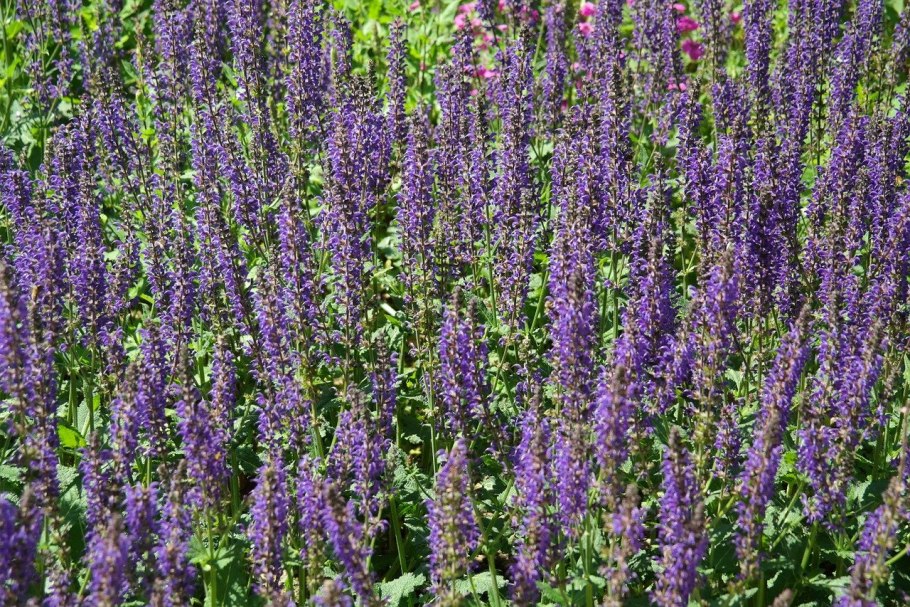 Шалфей дубравный salvia nemorosa