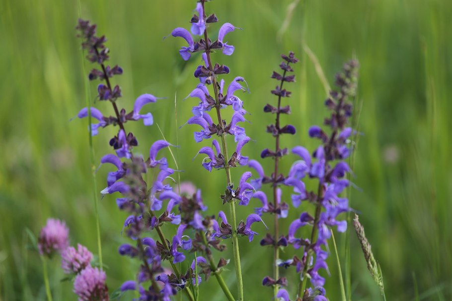 Salvia pratensis