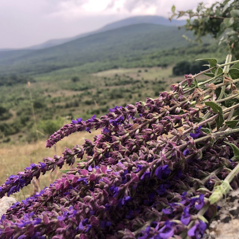 Крымский шалфей дикий
