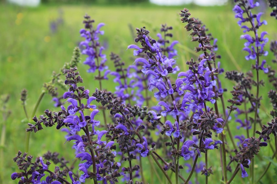 Salvia blue