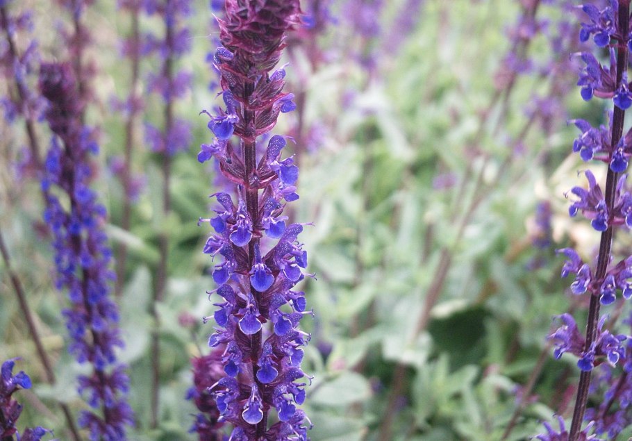 Шалфей лавандоволистный