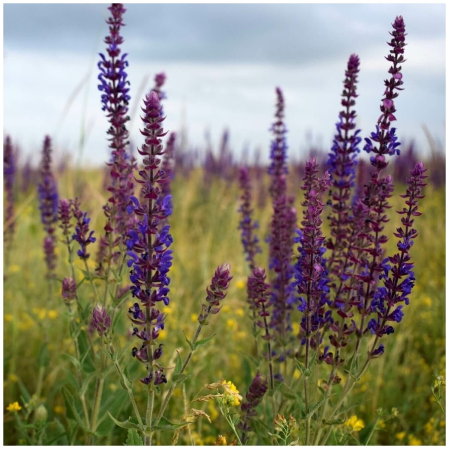 Шалфей дубравный блаухугель