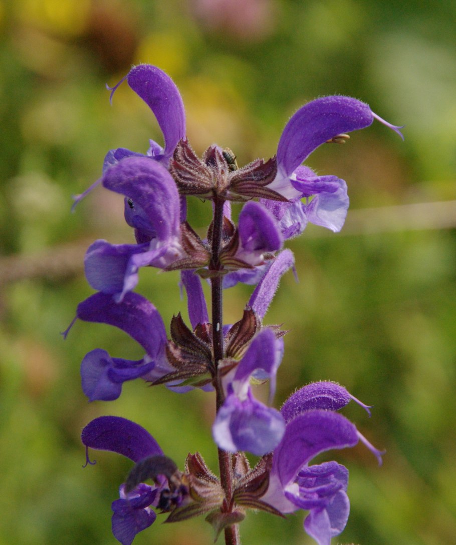 Шалфей полевой Луговой
