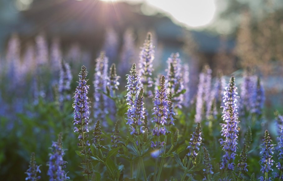 Шалфей дубравный salvia nemorosa