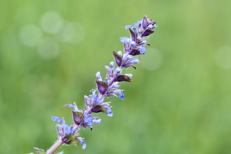 Ajuga reptans
