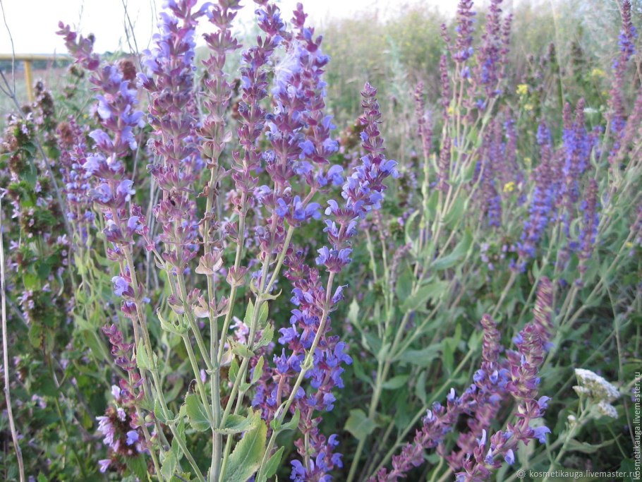 Шалфей лекарственный