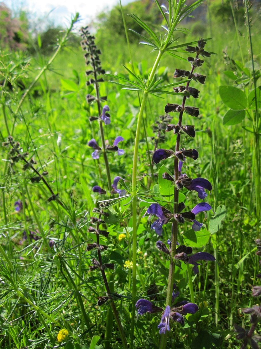 Salvia officinalis