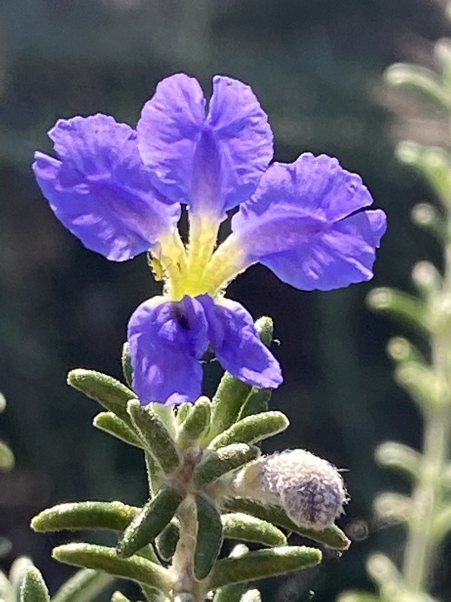 Dampiera rosmarinifolia