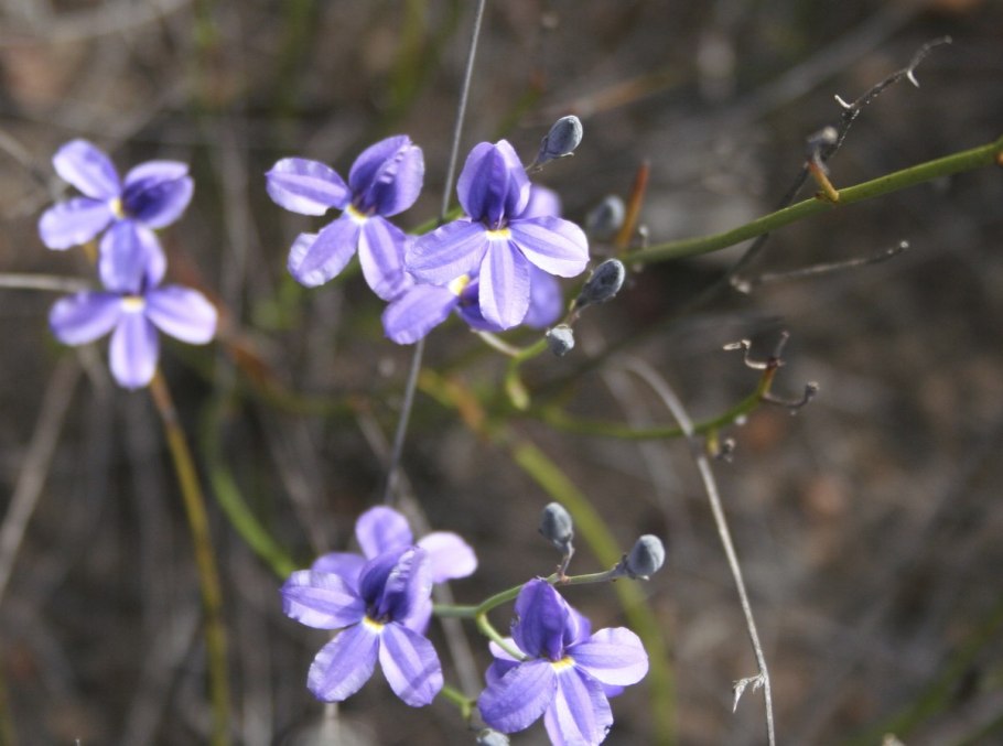 Гудениковые