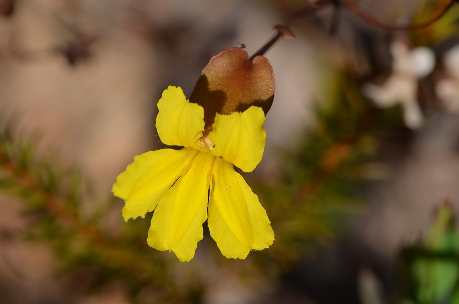A genus of tar растения